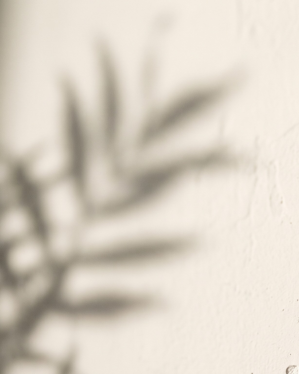 Pale early-morning light on a white wall